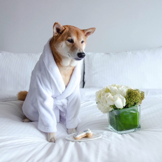 Between the Sheets with Bodhi the Menswear Dog 1