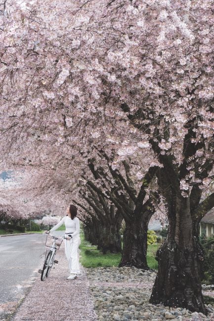 Cherry Blossoms