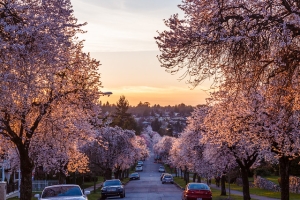 Cherry Blossom Crawl through Vancouver 1