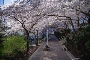 Cherry Blossom Crawl through Vancouver