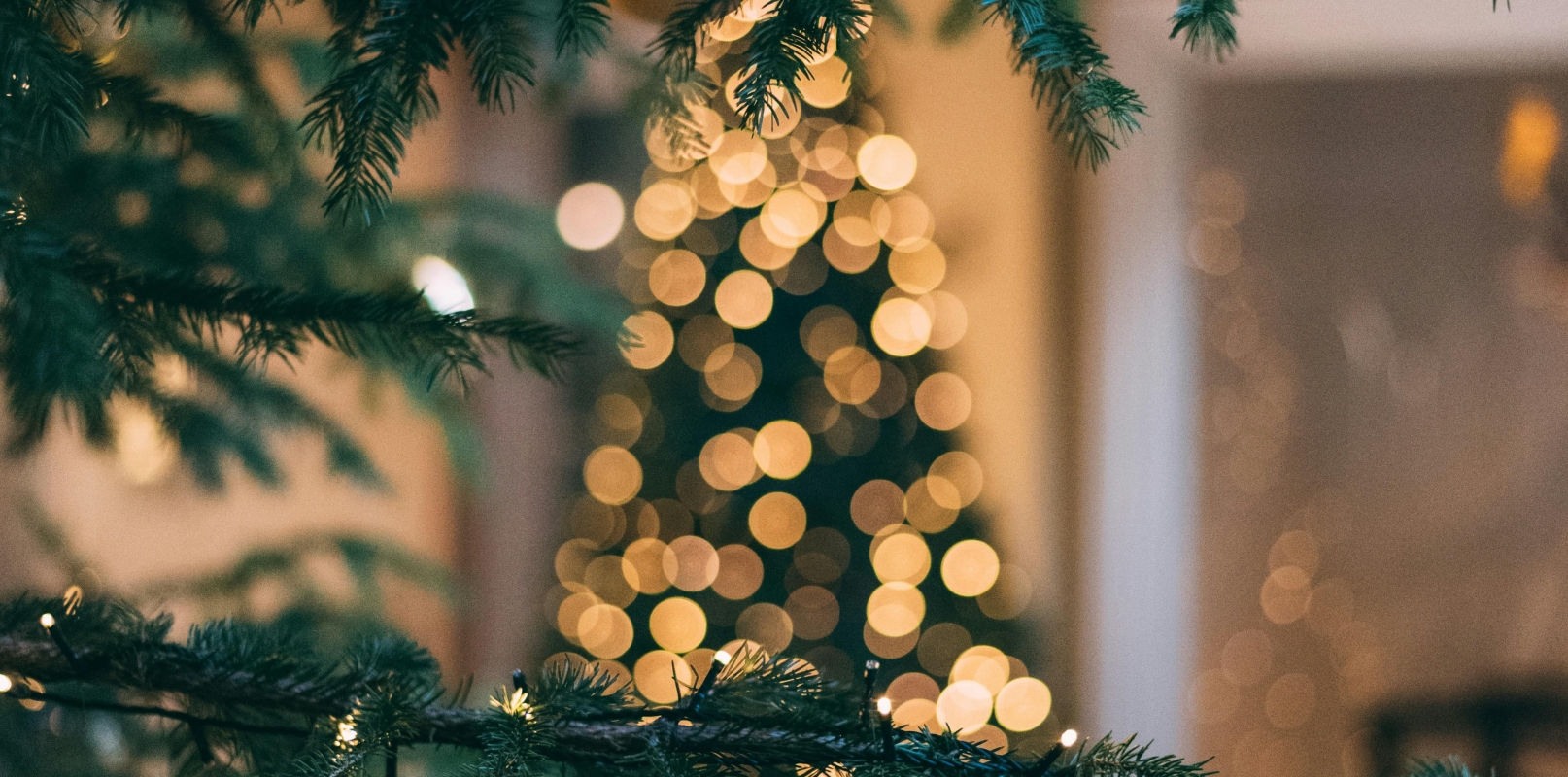 Christmas tree covered in lights with fir tree branches in the foreground
