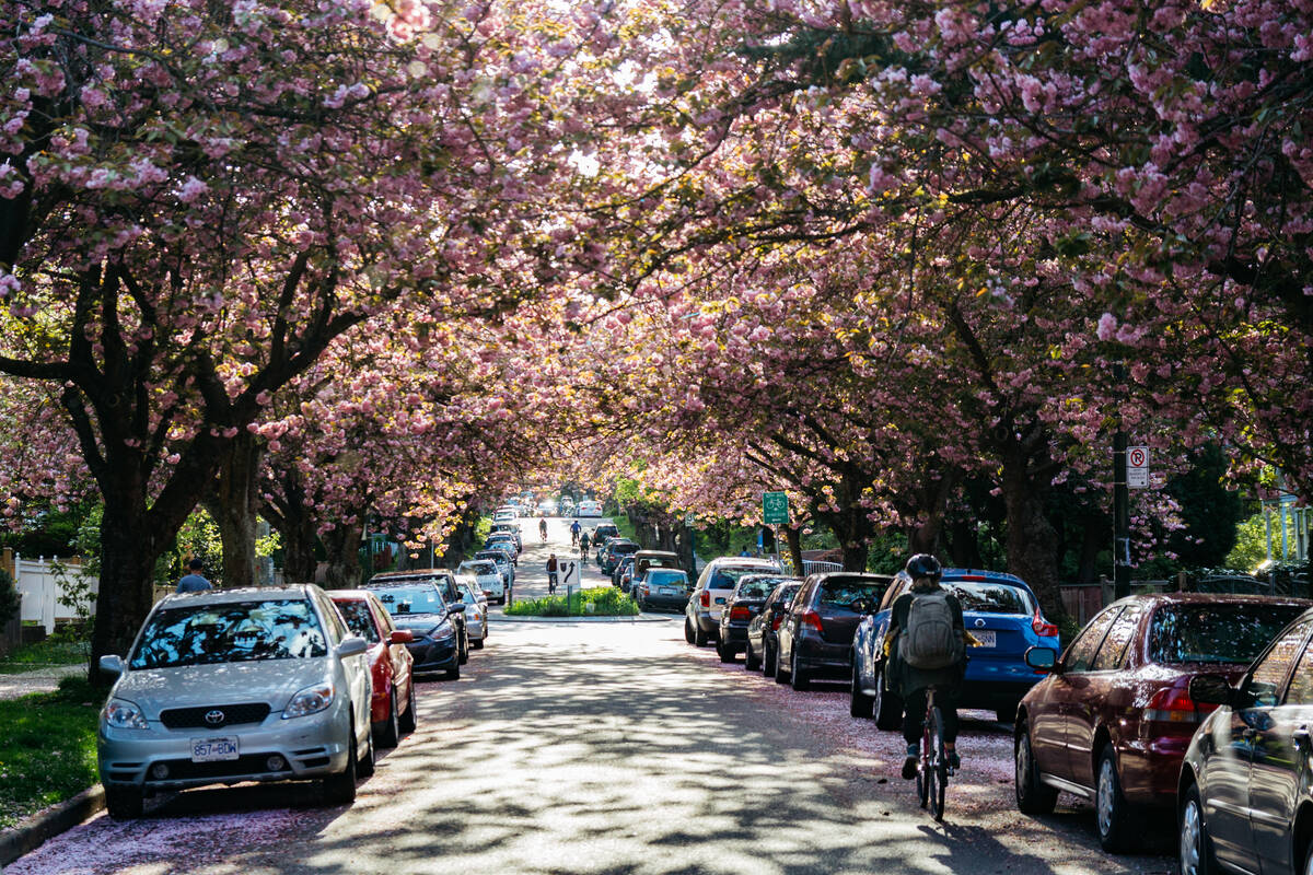 A street with cherry blossoms and cars during spring in Vancouver