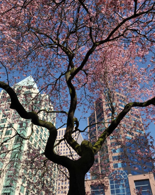 A cherry blossom tree during spring in Vancouver in front of buildings