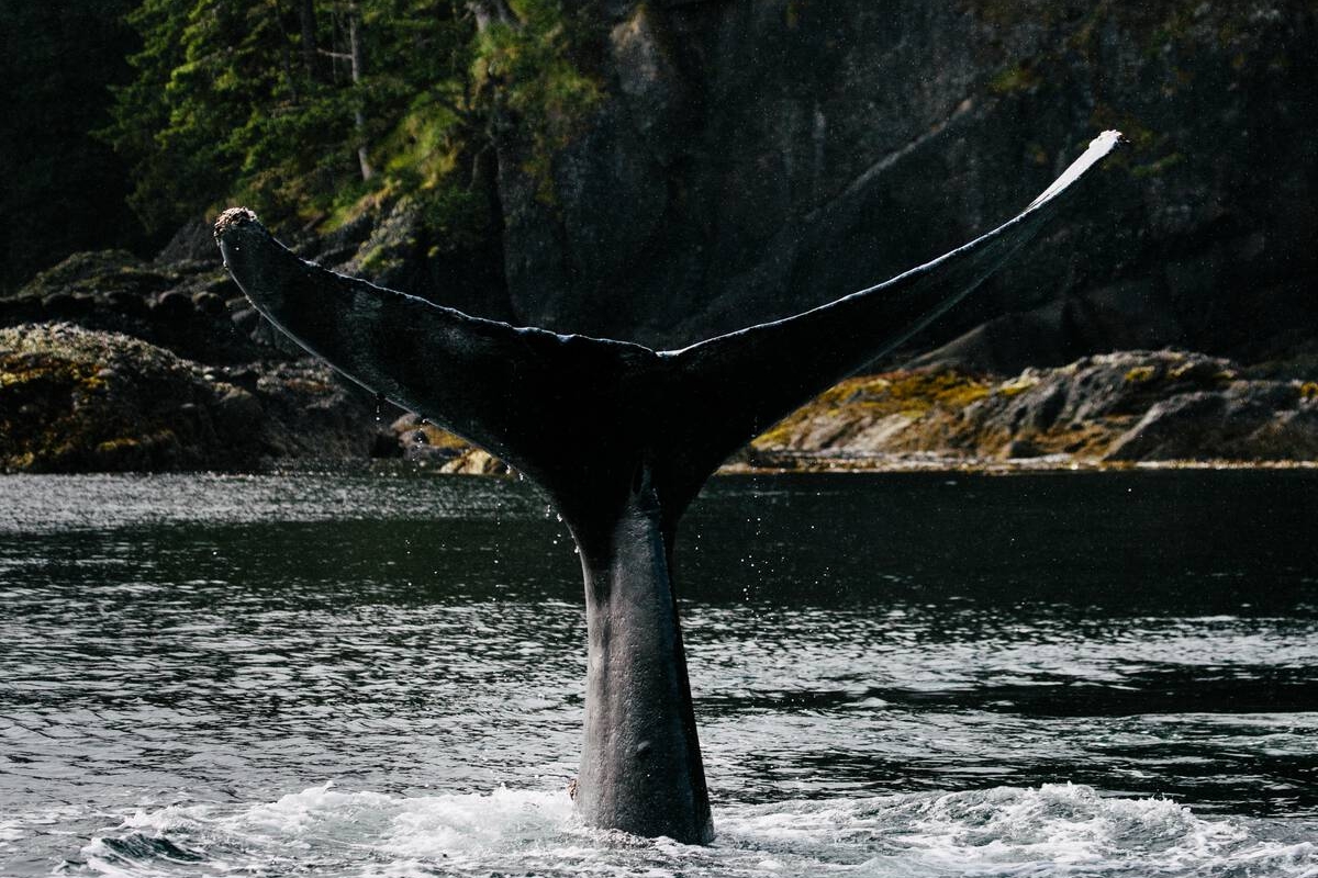 Whale watching