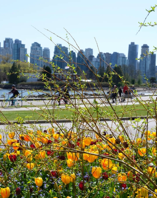 Tulips with downtown Vancouver in the background