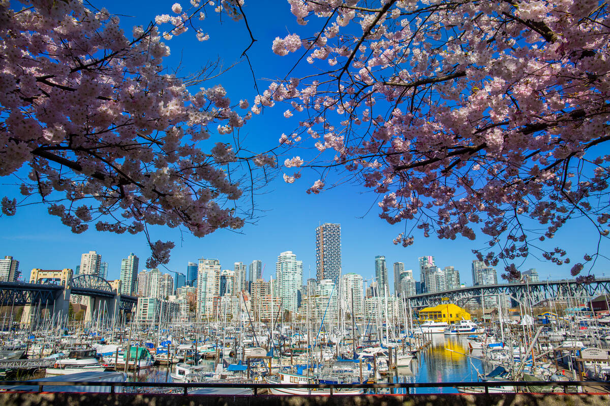 Granville Island in between two cherry blossom trees during spring in Vancouver